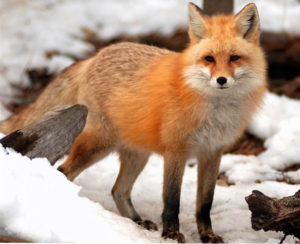 fox in wild