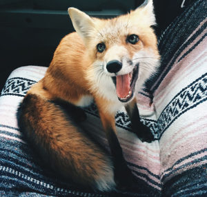 fox on chair