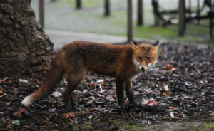 fox in city