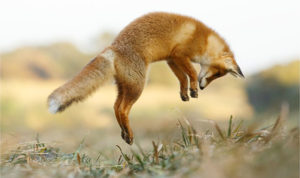 fox jumping