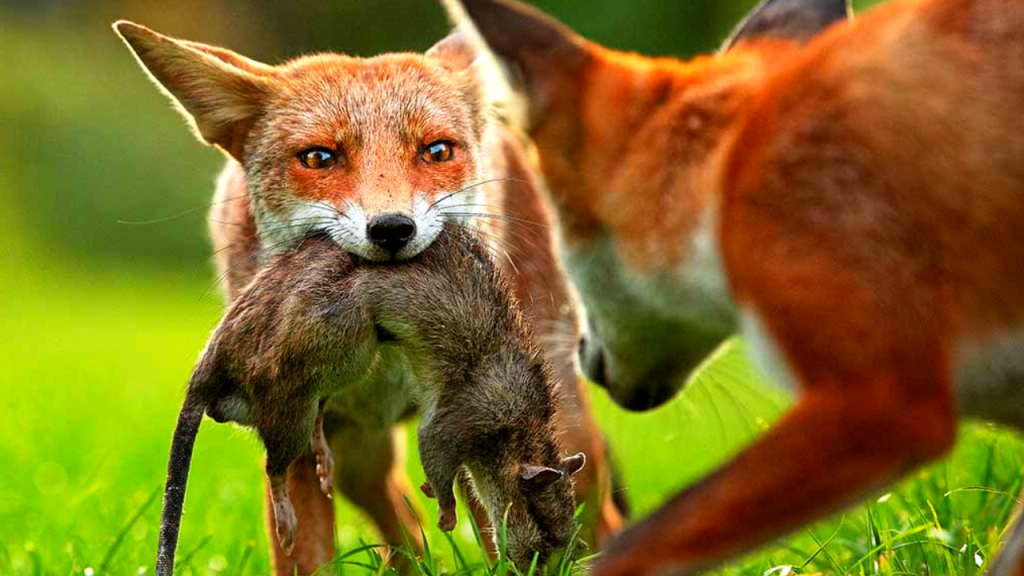 are foxes dangerous