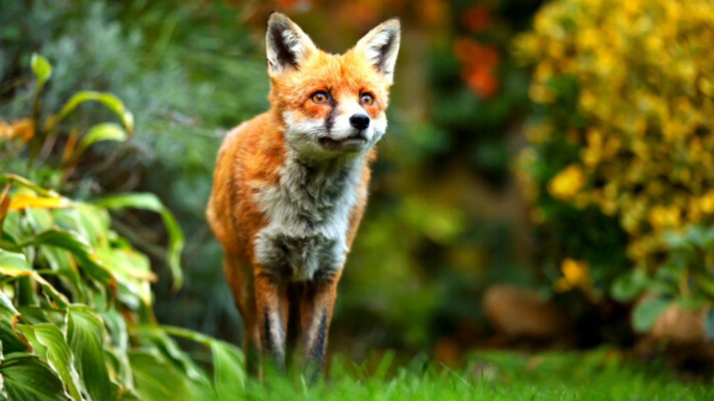 are foxes dangerous - fox staring