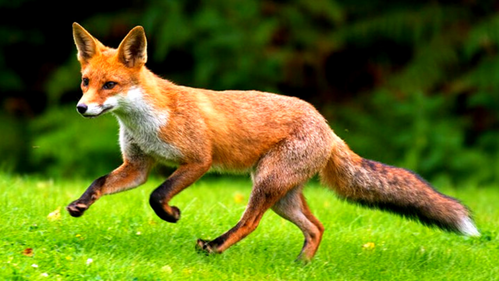 fox social life - fox runing