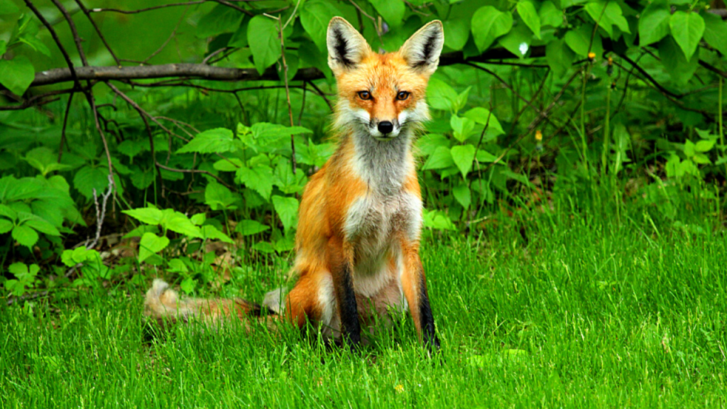 how to get rid of foxes in your backyard