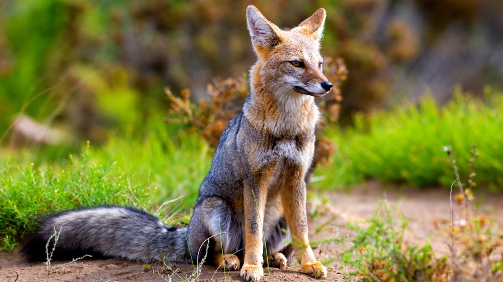 types of foxes in north america
