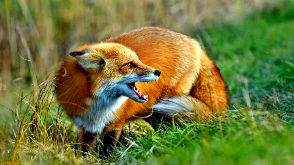 fox noises