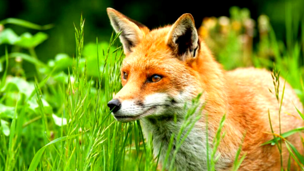 is it illegal to poison a fox