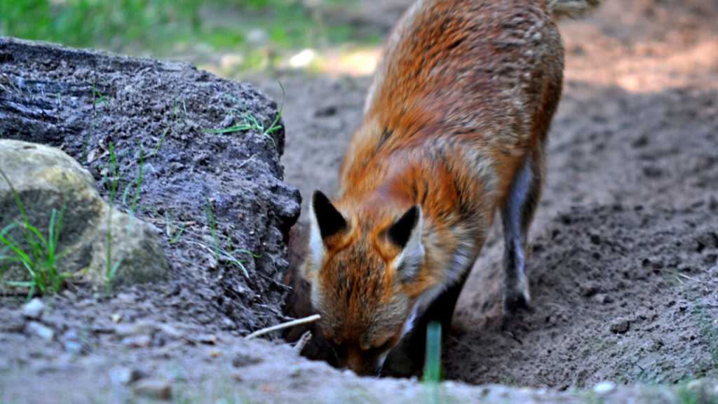 stop foxes from digging