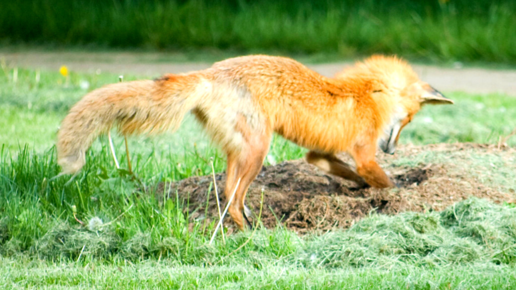 stop foxes from digging
